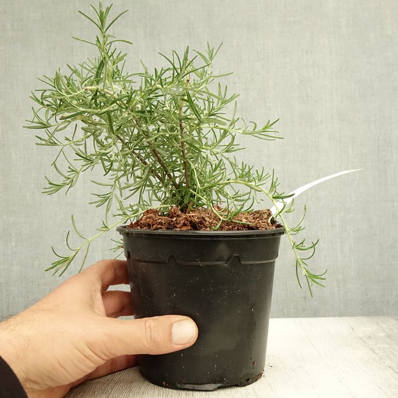 Amostra de Romarin couvre-sol -  Rosmarinus officinalis Pointe du Raz Pot de 1,5L/2L tal como entregue no outono