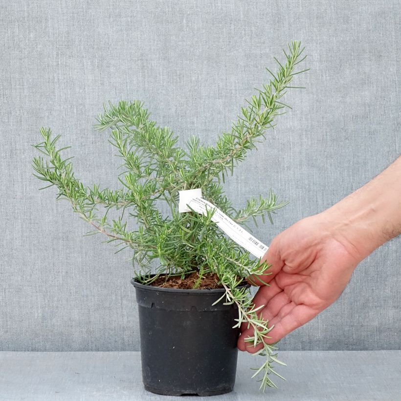 Amostra de Alecrim Pointe du Raz Vaso de 1,5 L/2 L tal como entregue na primavera