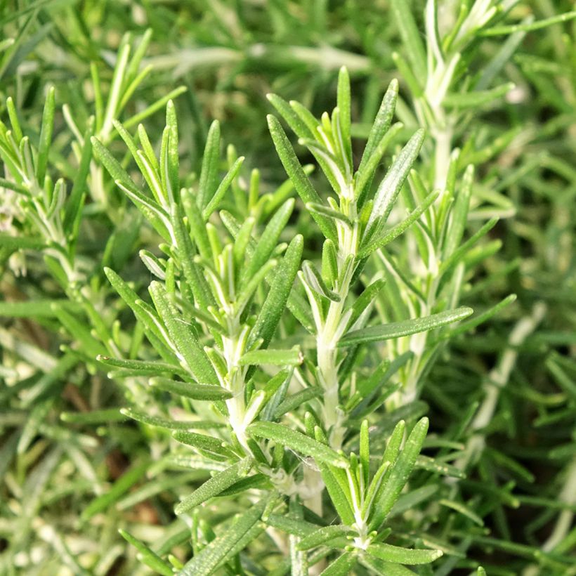 Alecrim Bio plantas jovens - Rosmarinus officinalis (Folhagem)