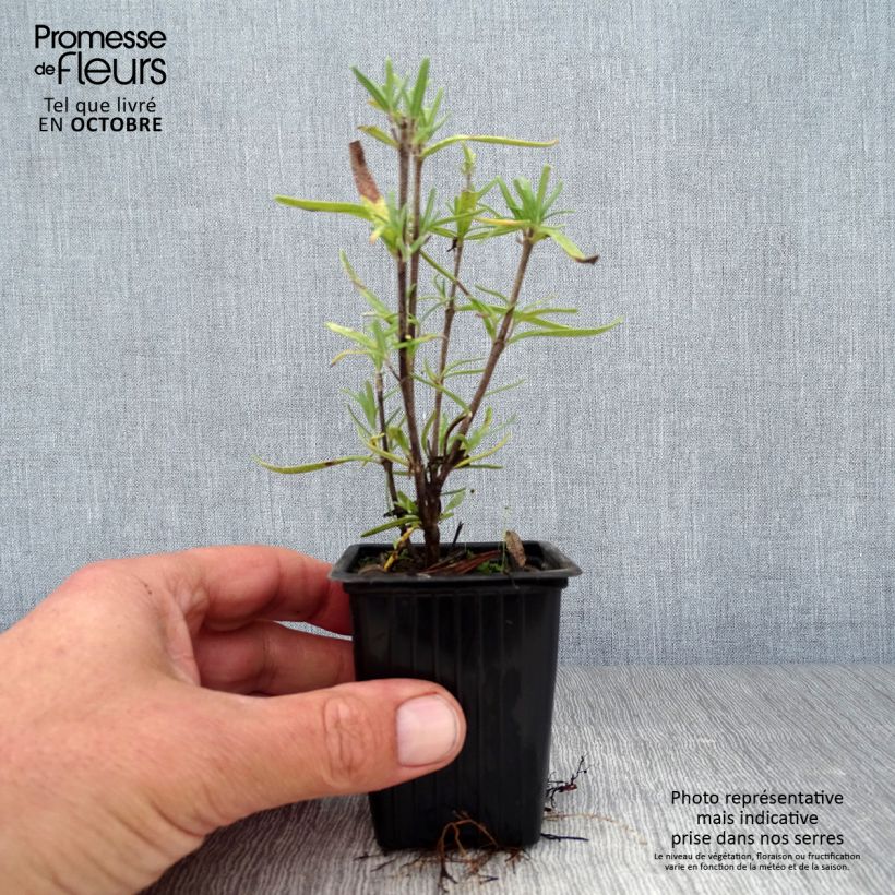 Amostra de Alecrim - Rosmarinus officinalis Vaso de 7/8 cm tal como entregue no outono