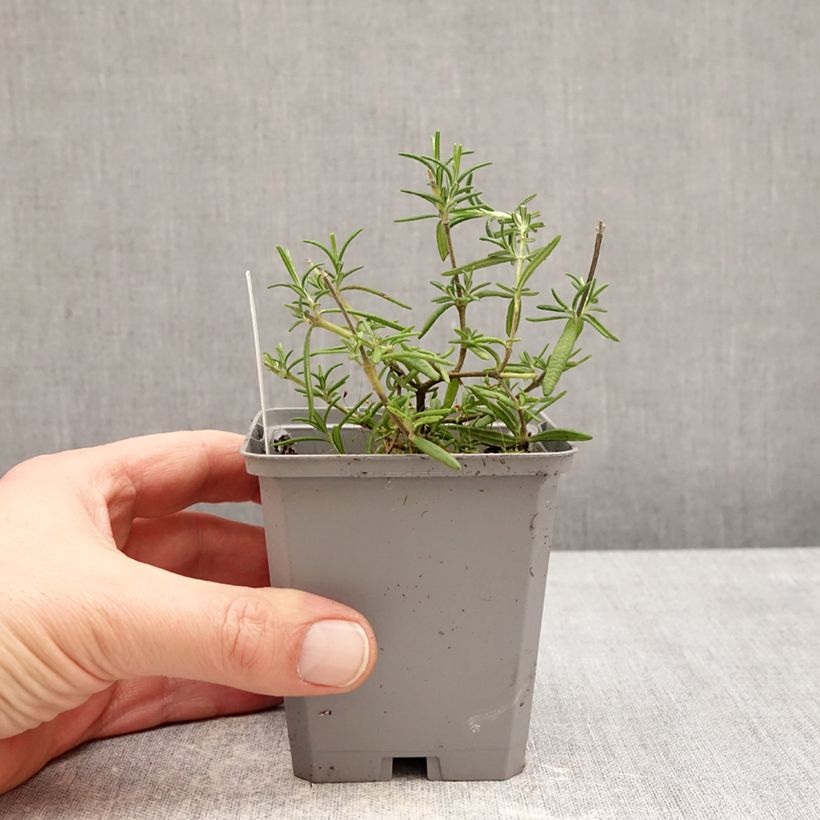 Amostra de Sálvia rosmarinus Capri Vaso de 8/9 cm tal como entregue no inverno