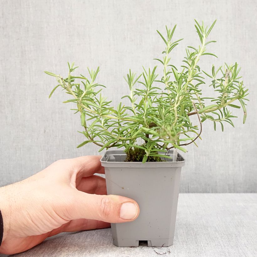 Amostra de Sálvia rosmarinus Capri Vaso de 8/9 cm tal como entregue na primavera