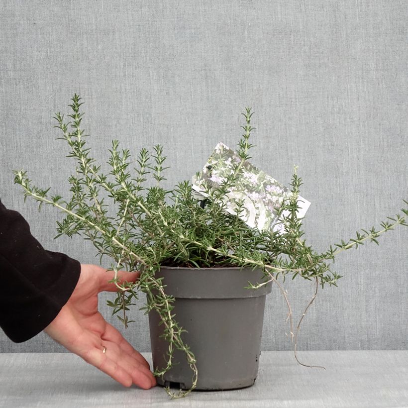 Amostra de Sálvia rosmarinus Capri Vaso de 2 L/3 L tal como entregue no inverno