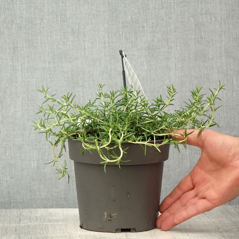 Amostra de Sálvia rosmarinus Capri Vaso de 2 L/3 L tal como entregue na primavera