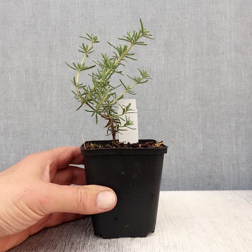 Amostra de Alecrim Majorca Pink Vaso de 8/9 cm tal como entregue na primavera