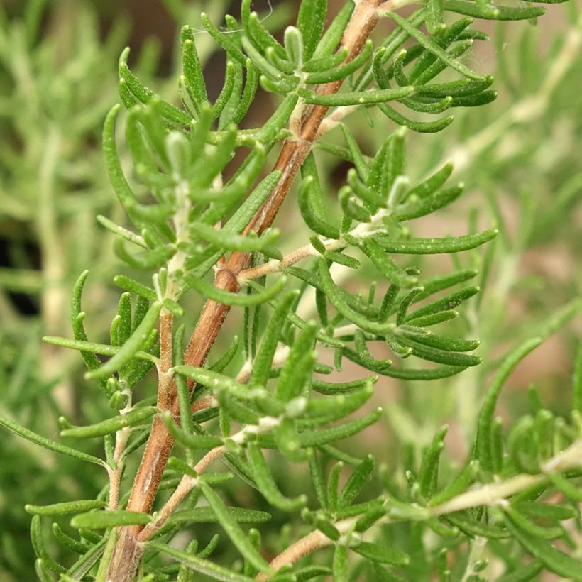 Alecrim Majorca Pink (Folhagem)