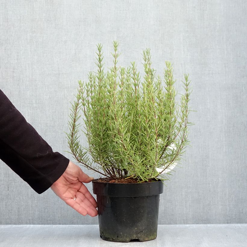 Amostra de Alecrim Mrs. Jessop's Upright Vaso de 3 L/4 L tal como entregue no outono