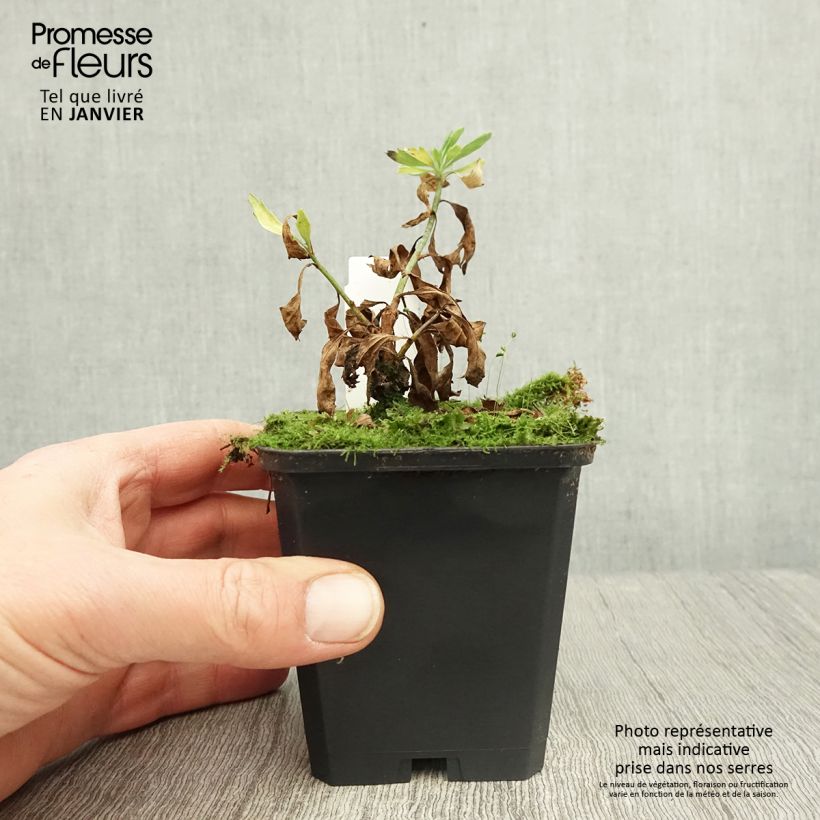 Amostra de Romneya coulteri - Pavot en arbre Vaso de 8/9 cm tal como entregue no inverno