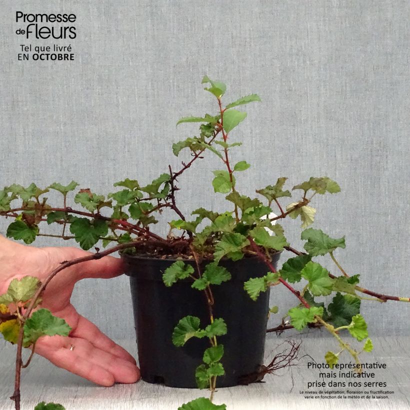 Amostra de Rubus tricolor Betty Ashburner Vaso de 1,5 L/2 L tal como entregue no outono