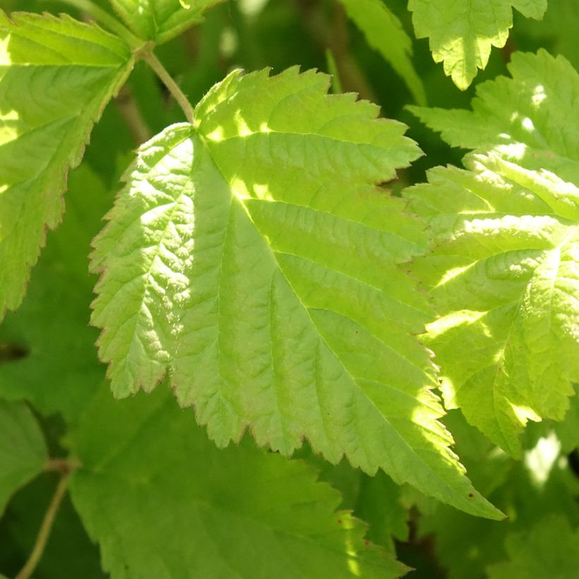 Amora-preta - Rubus caesius (Folhagem)