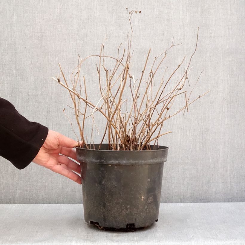 Amostra de Ronce bleue - Rubus caesius Pot de 4L/5L, Touffe tal como entregue no inverno