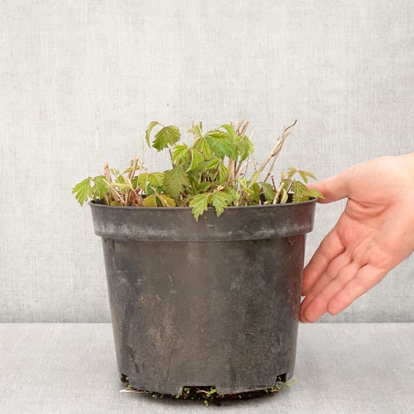 Amostra de Amora-preta - Rubus caesius Vaso de 4 L/5 L, Tufo tal como entregue na primavera