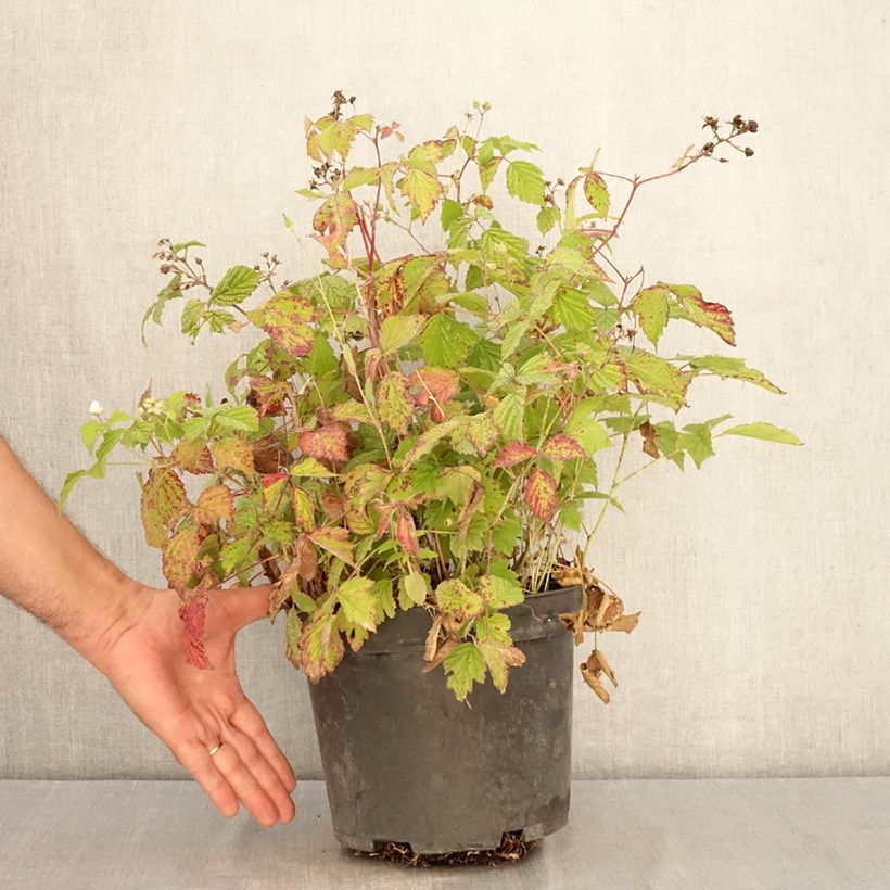 Amostra de Amora-preta - Rubus caesius Vaso de 4 L/5 L, Tufo tal como entregue no verão