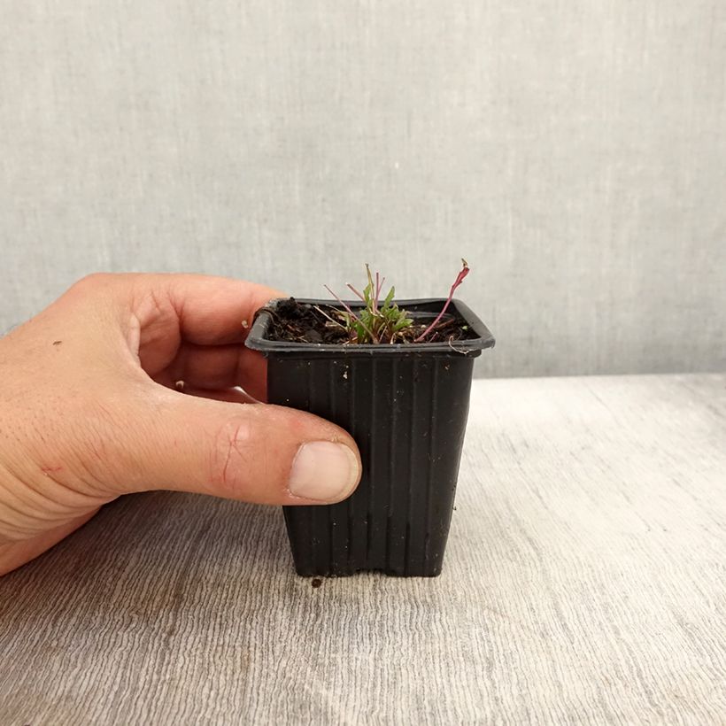 Amostra de Rúcula-selvagem Bio Vaso de 8/9 cm tal como entregue no outono