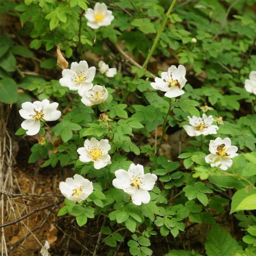 Rosa arvensis  - Roseira selvagem (Floração)