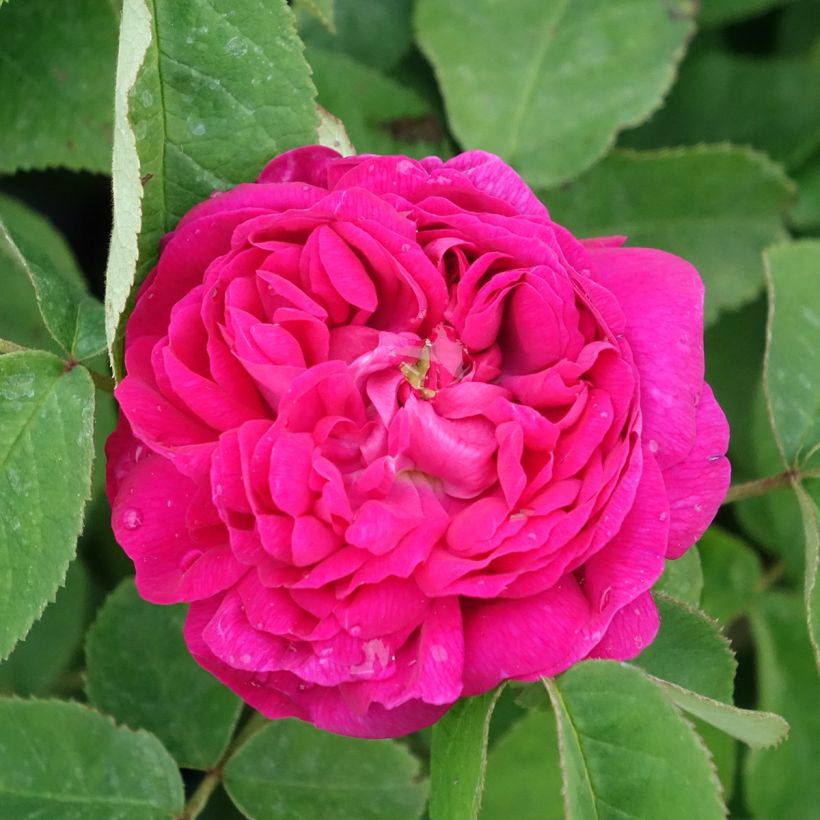 Roseira antiga Rose de Rescht (Floração)
