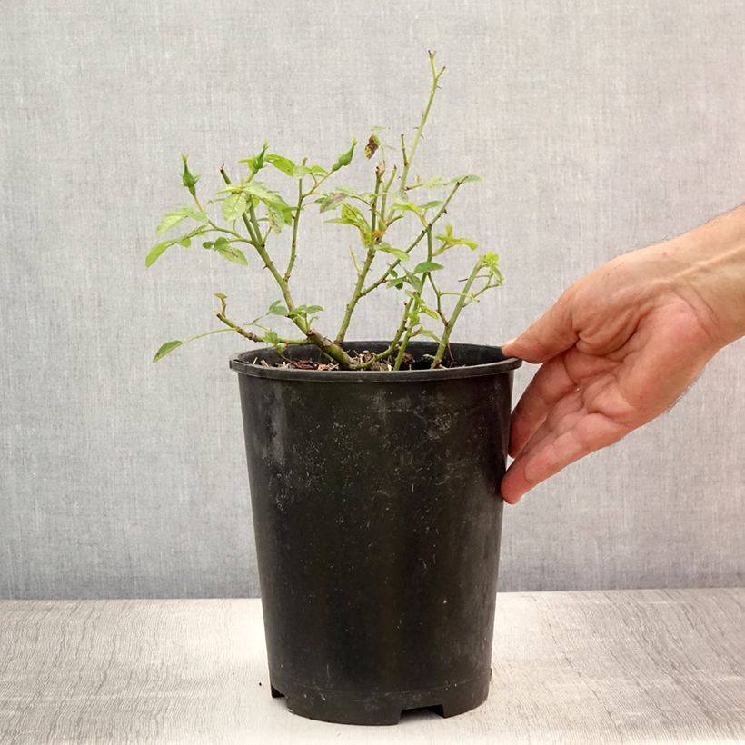 Amostra de Roseira floribunda Golden Border Vaso de 3 L/4 L tal como entregue no verão