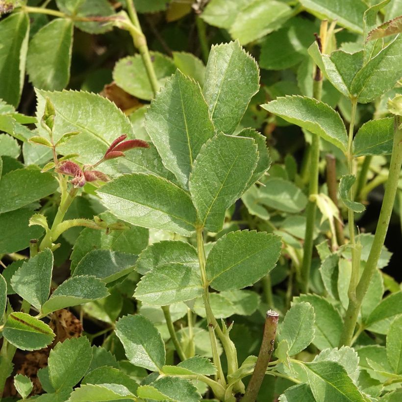 Roseira floribunda Golden Border (Folhagem)