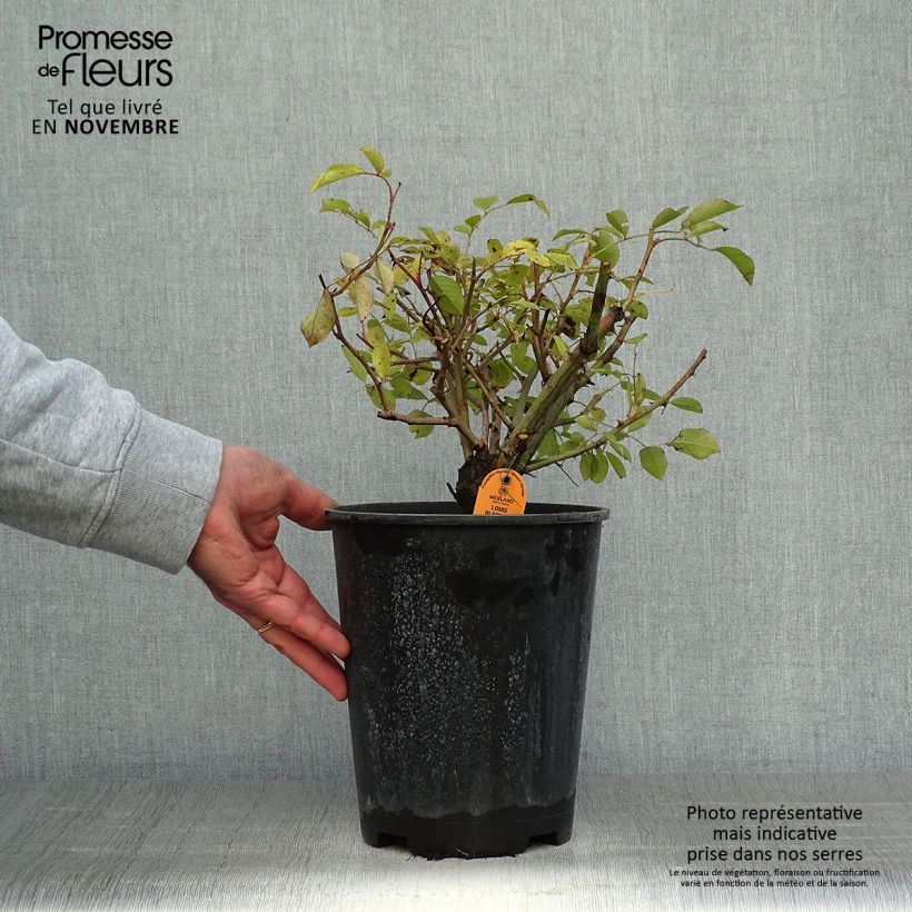 Amostra de Roseira paisagística Lavender Meidiland Vaso de 4 L/5 L tal como entregue no outono
