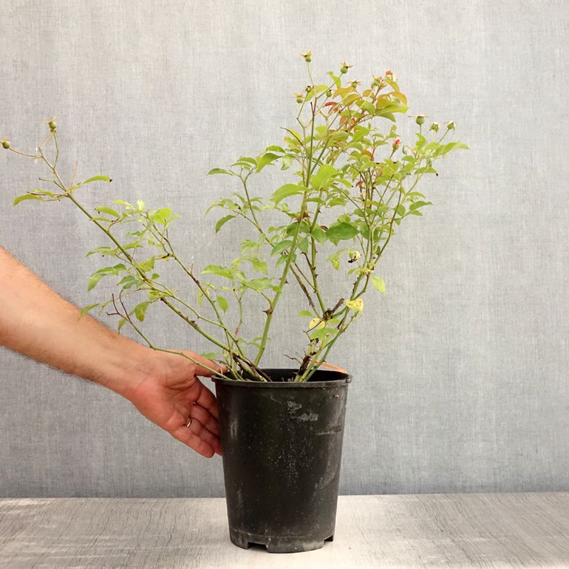 Amostra de Roseira paisagística Lavender Meidiland Vaso de 4 L/5 L tal como entregue no verão