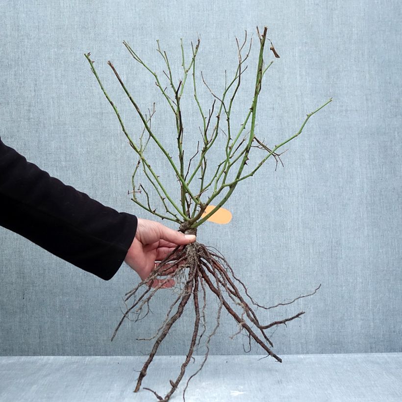 Amostra de Rosa Louis Blériot - Rosier paysager Raízes nuas tal como entregue no inverno