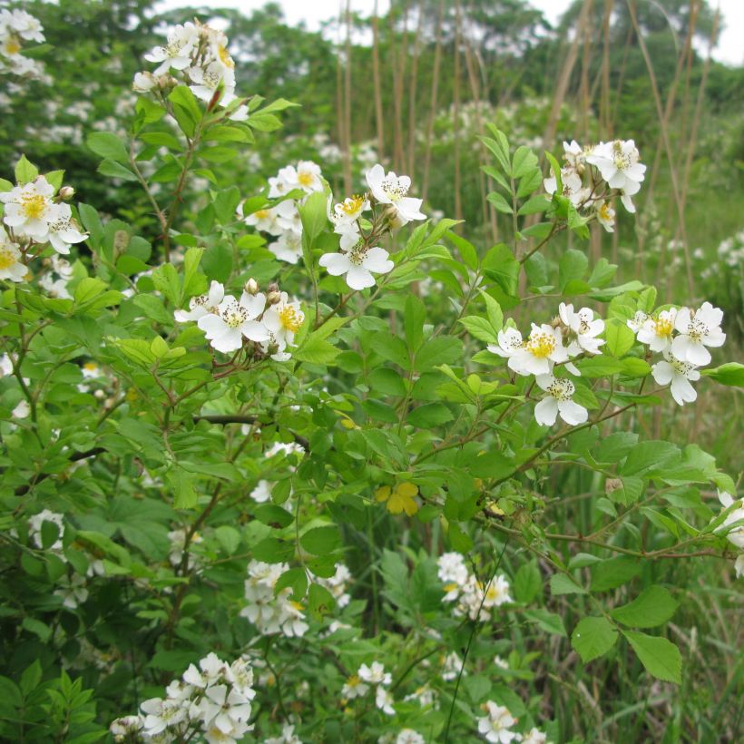 Rosa multiflora - Roseira trepadora (Hábito)