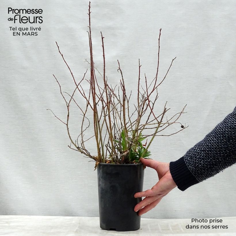 Amostra de Rosier botanique - Rosa nitida Vaso de 2 L/3 L tal como entregue no inverno