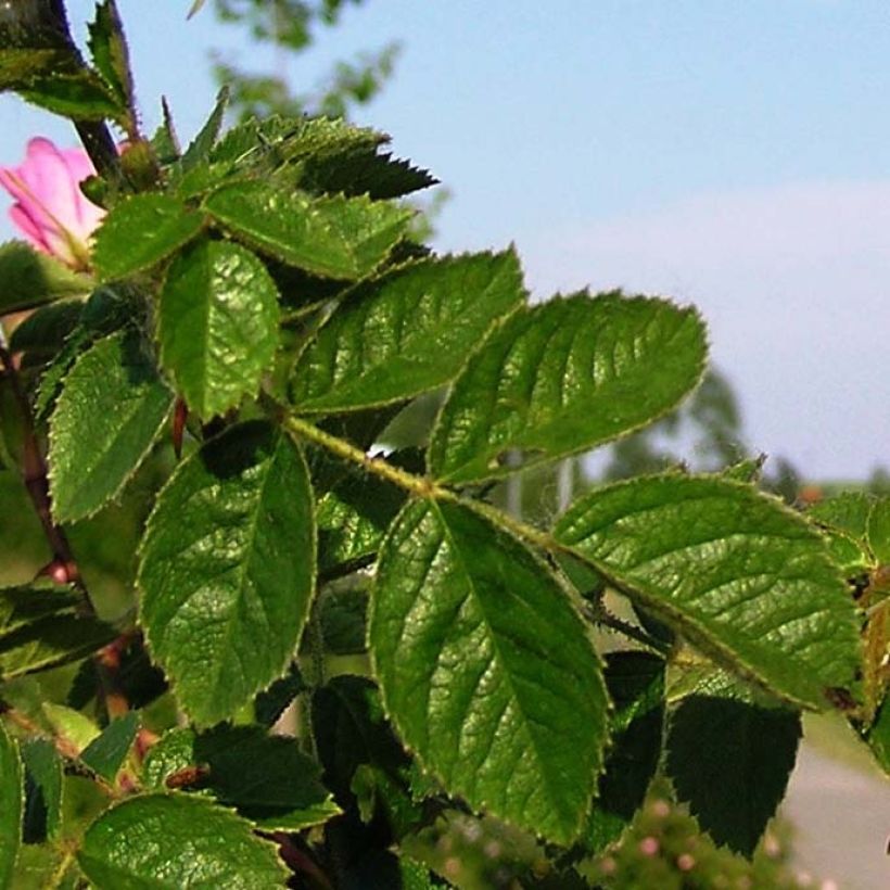 Rosa rubiginosa - Rosa mosqueta (Folhagem)