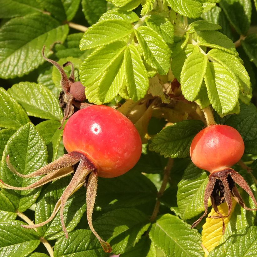 Rosa rugosa Angelia Pink (Colheita)