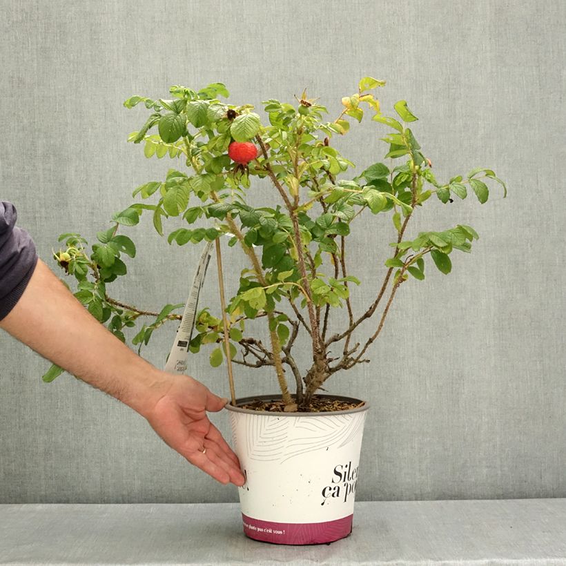 Amostra de Rosa rugosa Angelia Pink Vaso de 4 L/5 L tal como entregue no verão