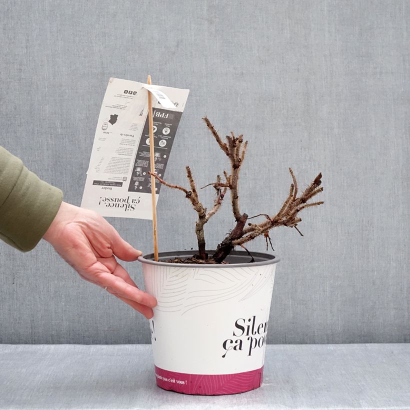 Amostra de Rosa rugosa Angelia Pink Vaso de 4 L/5 L tal como entregue no inverno