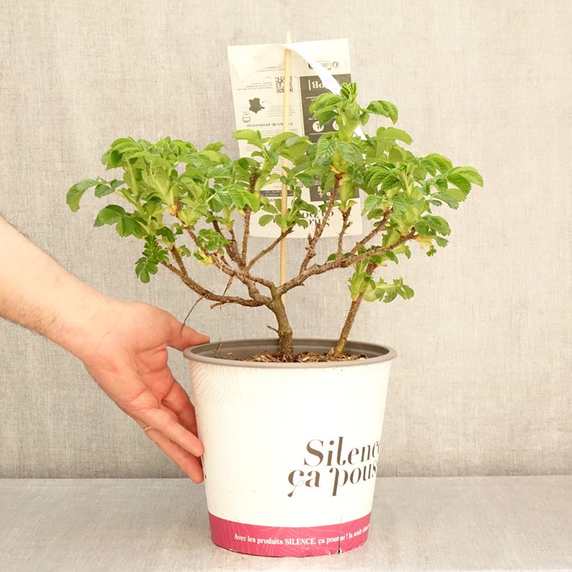 Amostra de Rosa rugosa Angelia Pink Vaso de 4 L/5 L tal como entregue na primavera