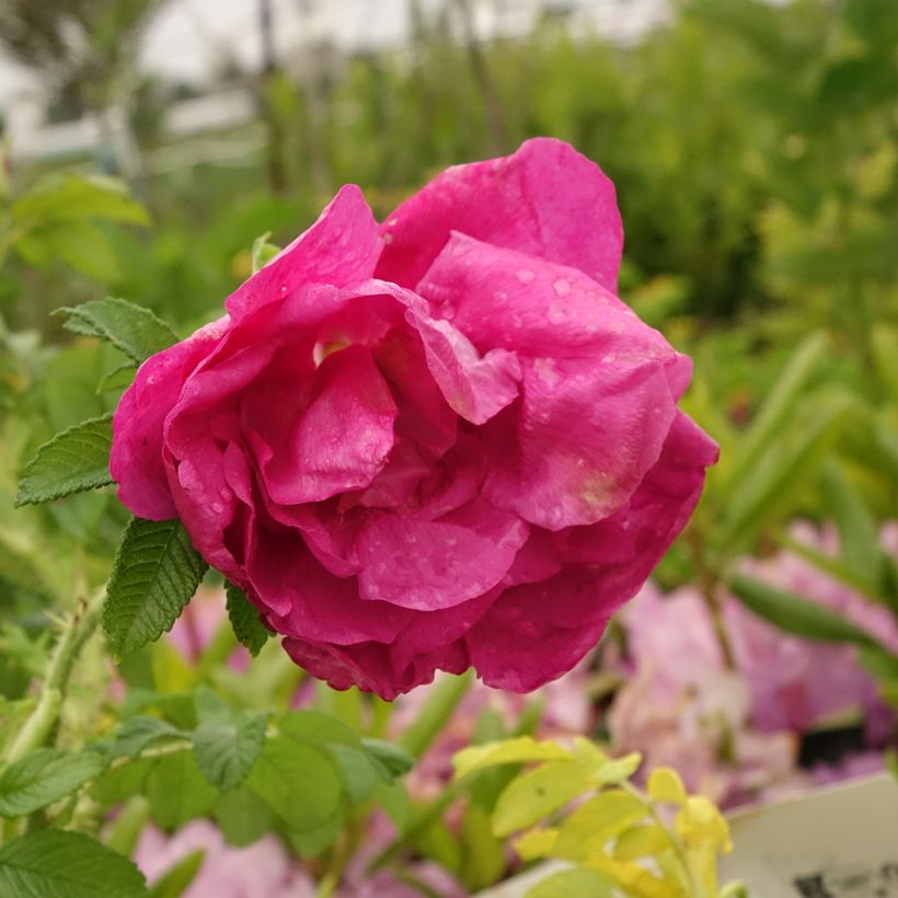 Rosa rugosa Angelia Purple (Floração)