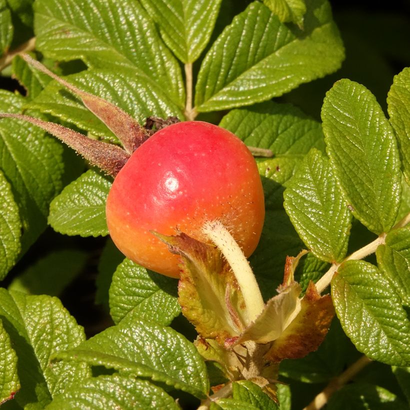 Rosa rugosa Angelia Purple (Colheita)