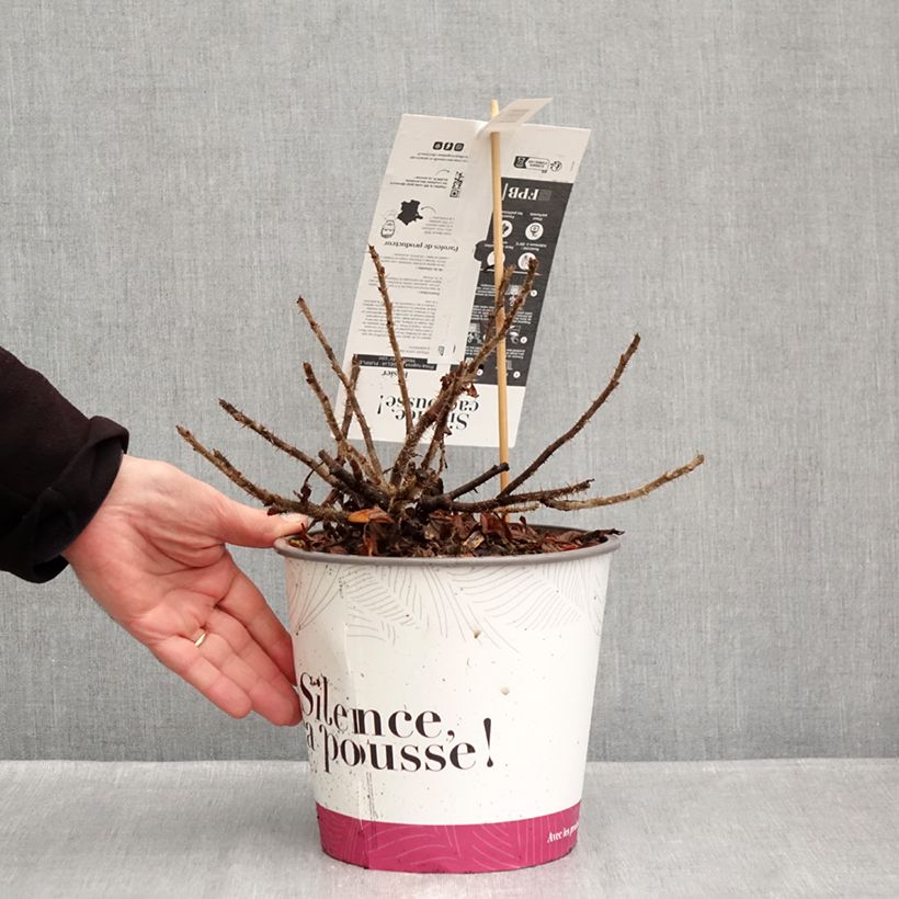 Amostra de Rosa rugosa Angelia Purple Vaso de 4 L/5 L tal como entregue no outono