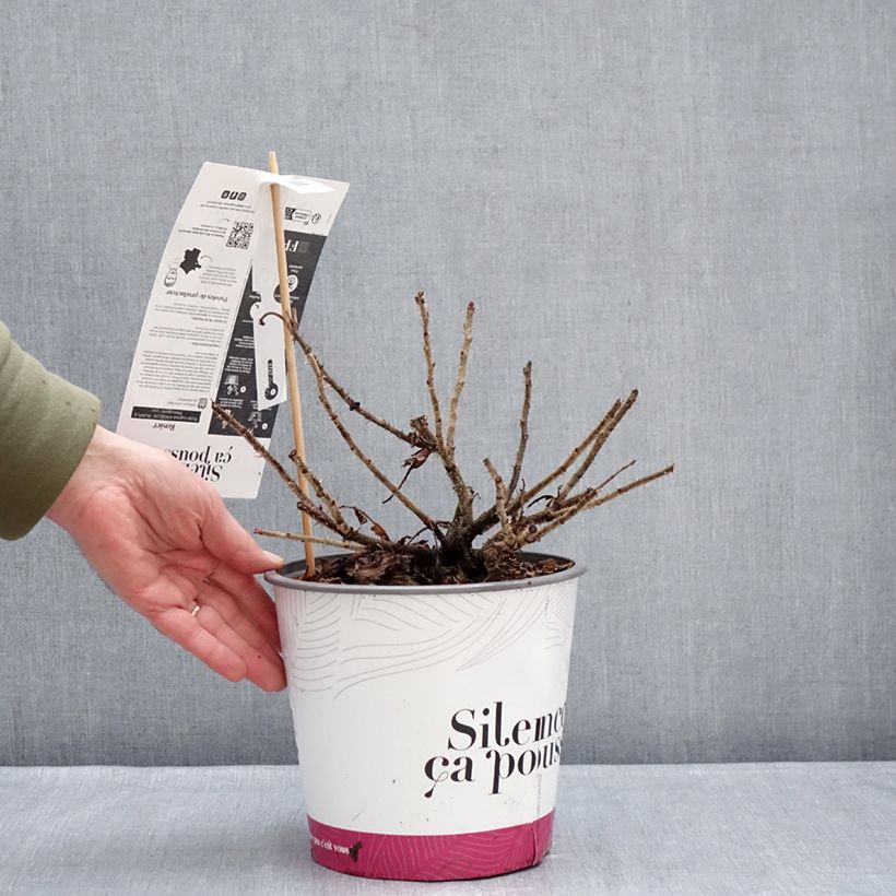 Amostra de Rosa rugosa Angelia Purple Vaso de 4 L/5 L tal como entregue no inverno