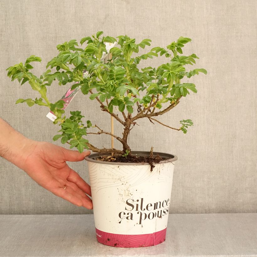 Amostra de Rosa rugosa Angelia Purple Vaso de 4 L/5 L tal como entregue na primavera