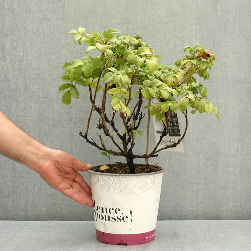Amostra de Rosa rugosa Angelia White Vaso de 4 L/5 L tal como entregue no verão