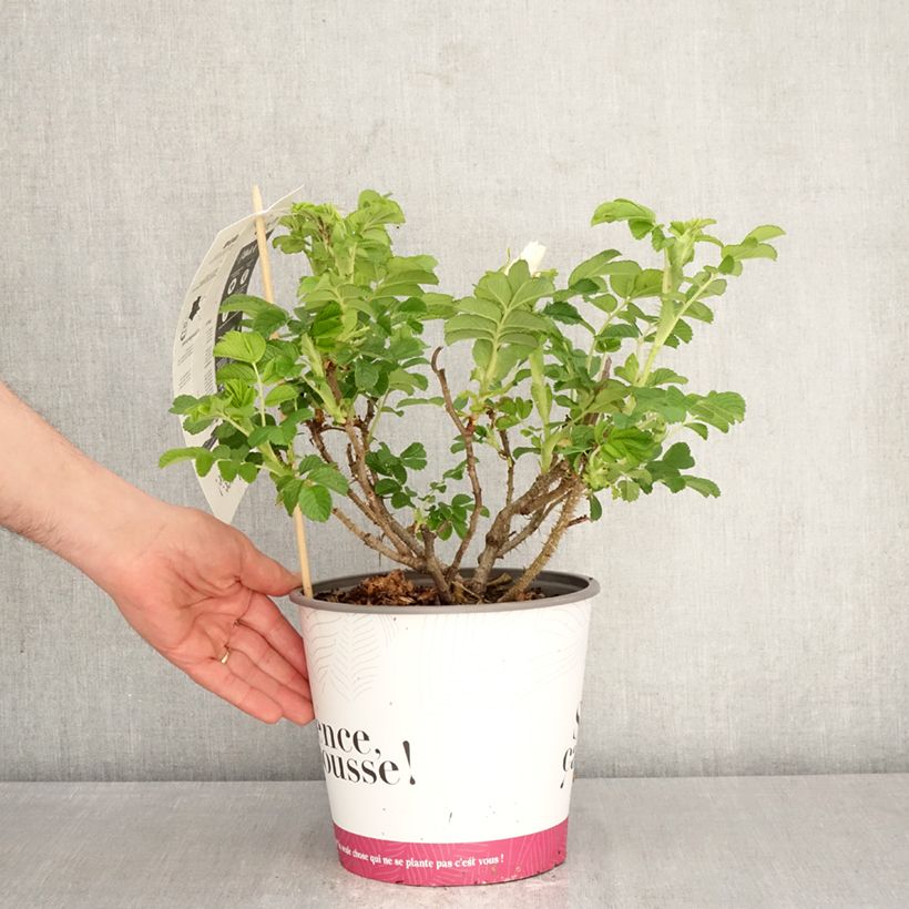 Amostra de Rosa rugosa Angelia White Vaso de 4 L/5 L tal como entregue na primavera
