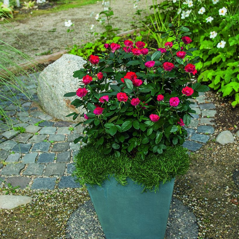 Roseira miniatura Zepeti (Hábito)