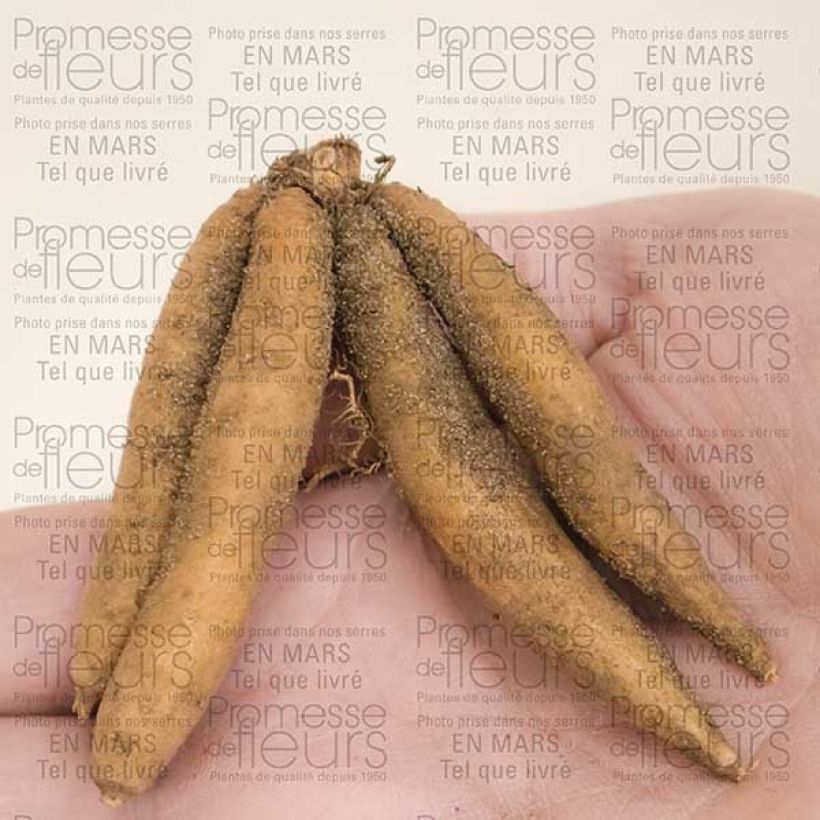 Exemplo de amostra de Roscoea beesiana Alba   Bulbe Kaliber/Größe I tal como entregue