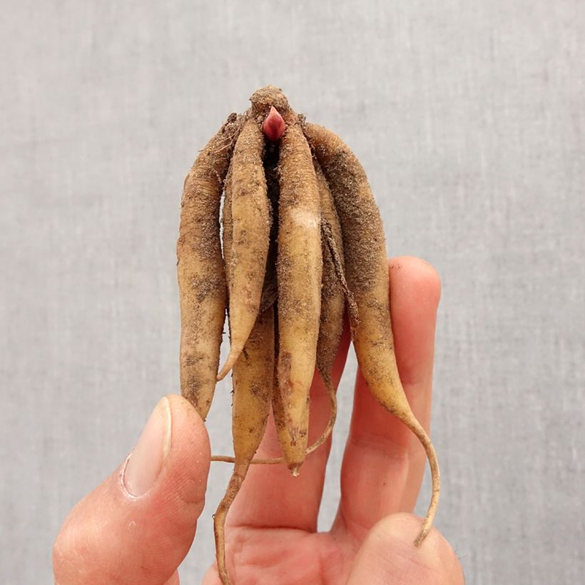 Amostra de Roscoea beesiana Bulbe Kaliber/Größe I tal como entregue na primavera