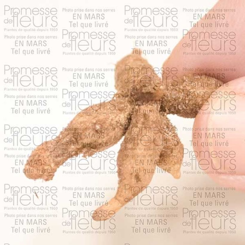 Exemplo de amostra de Roscoea cautleyoides Bulbe Kaliber/Größe I tal como entregue