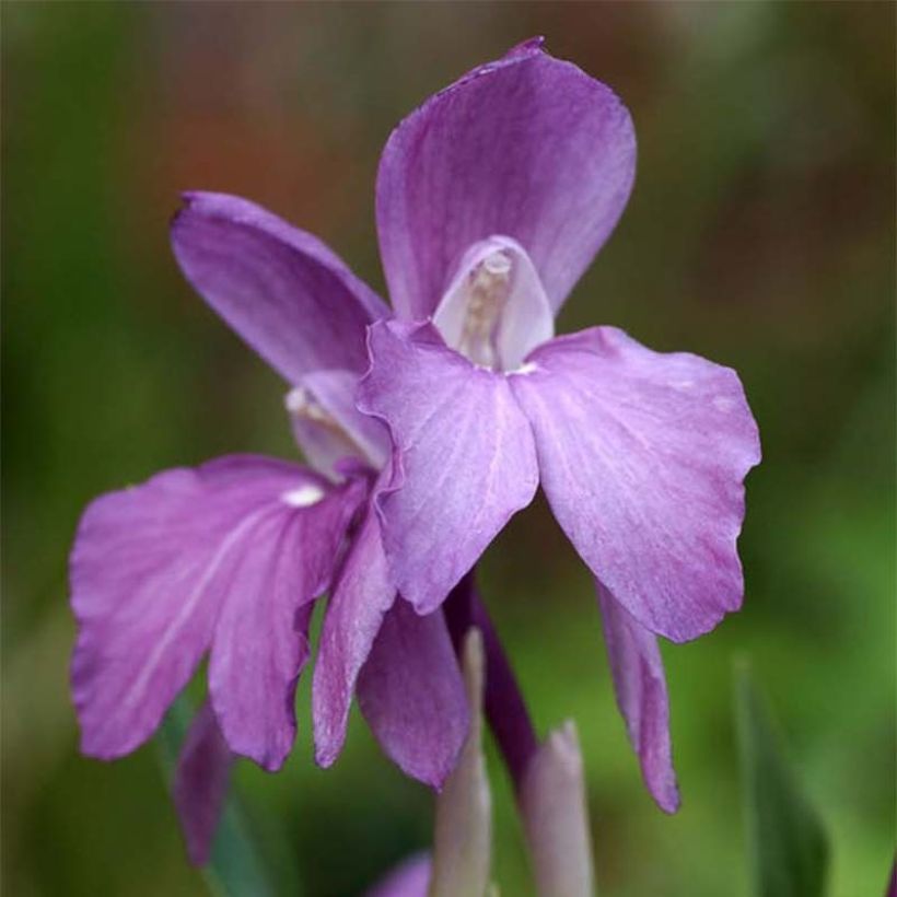 Roscoea humeana (Floração)