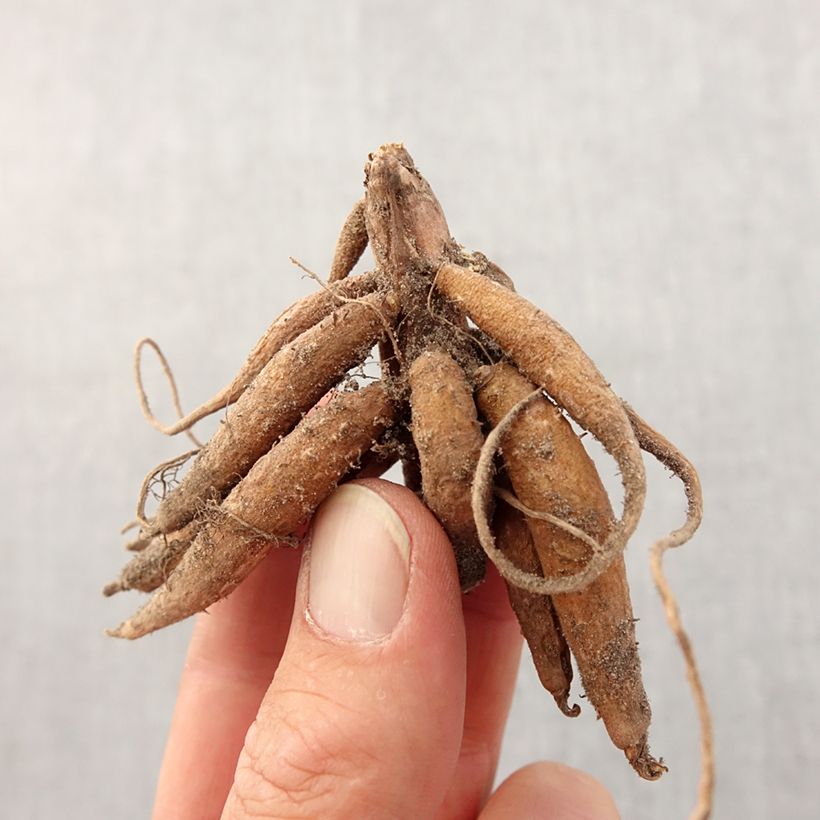 Amostra de Roscoea purpurea Bulbe Kaliber/Größe I tal como entregue na primavera