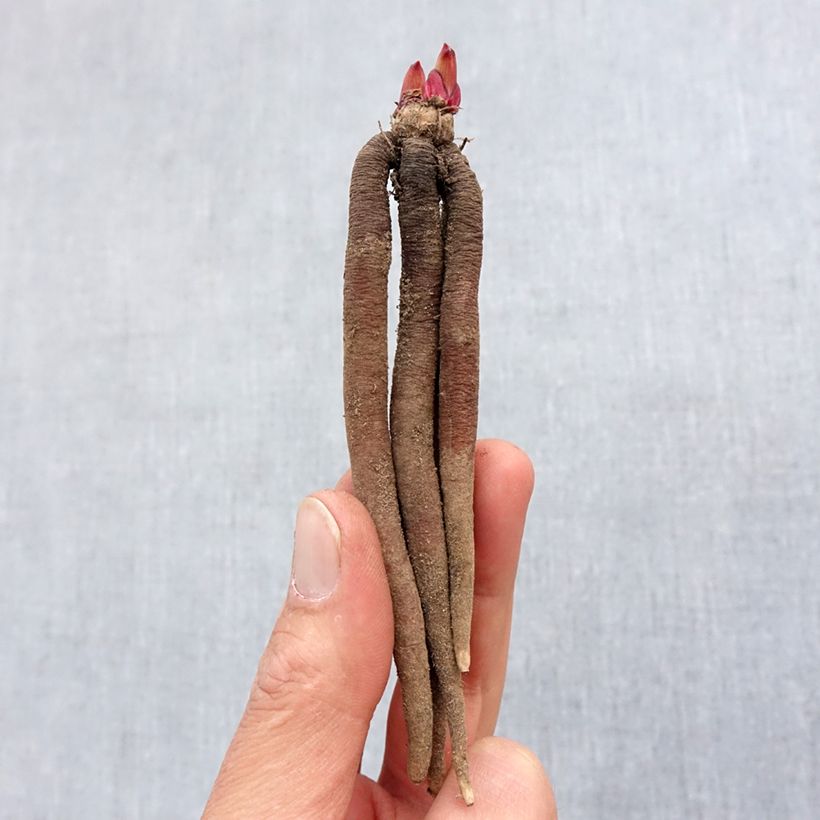 Amostra de Roscoea purpurea Spice Island Bulbe Kaliber/Größe I tal como entregue na primavera