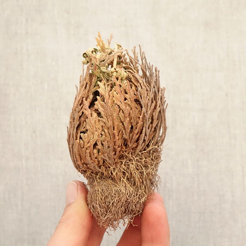 Amostra de Selaginella lepidophylla Raízes nuas tal como entregue no inverno