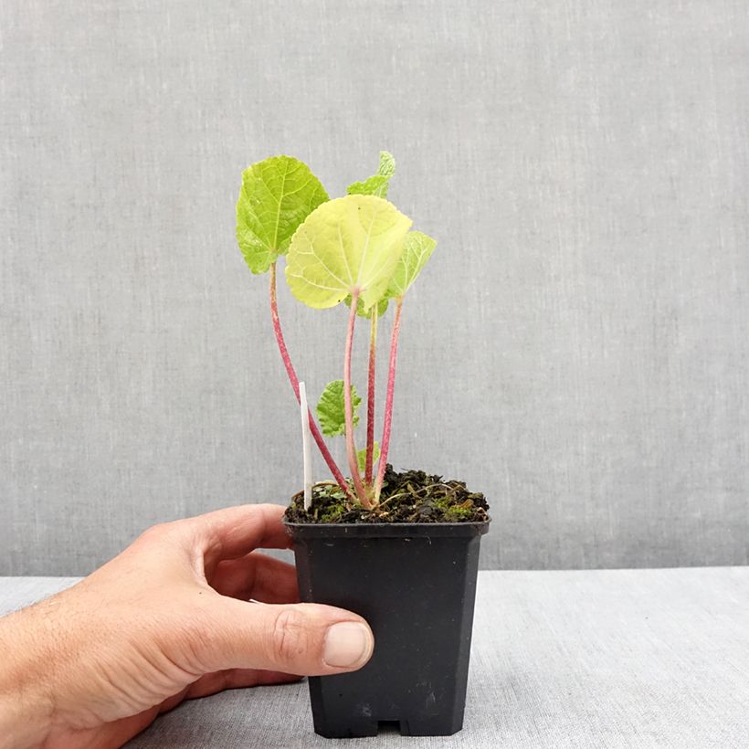 Amostra de Rose trémière - Alcea rosea Chater's Double Jaune Vaso de 7/8 cm tal como entregue na primavera