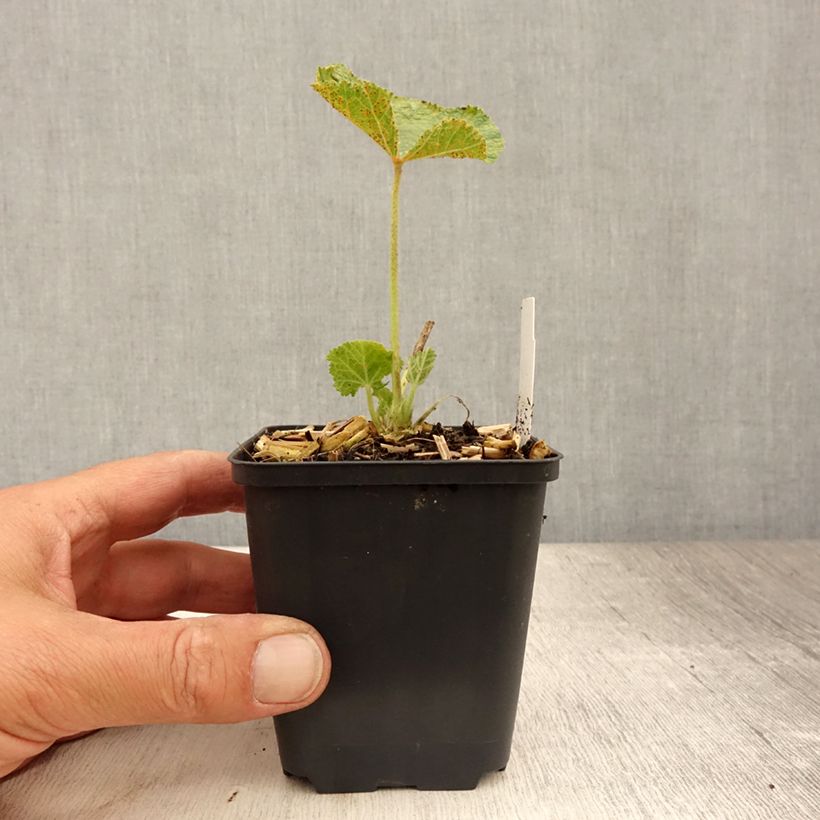 Amostra de Malvarisco Chater's Double Púrpura Vaso de 8/9 cm tal como entregue no verão
