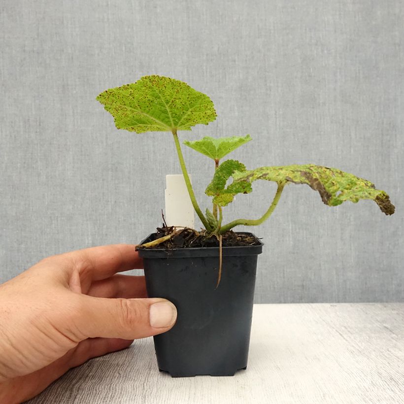 Amostra de Malvarisco Chater's Double Púrpura Vaso de 8/9 cm tal como entregue na primavera